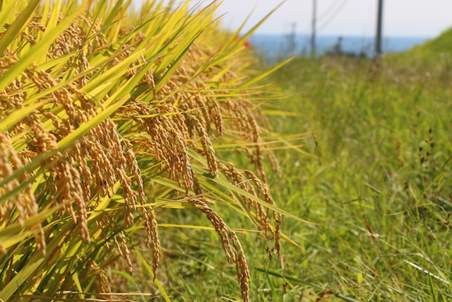 c0306400_2441080.jpg