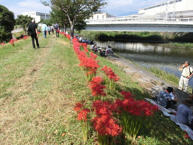 お彼岸を過ぎたヒガンバナは、これから冬にかけて球根に栄養を！_f0141310_7232097.jpg