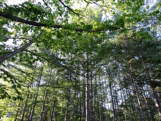 c0337813_13501380.jpg