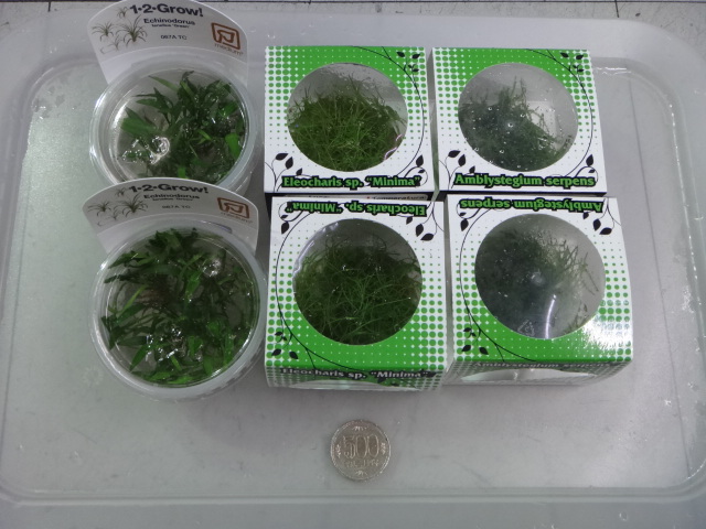 141002 熱帯魚・金魚・水草・観葉植物_f0189122_13111825.jpg