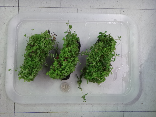 141002 熱帯魚・金魚・水草・観葉植物_f0189122_13155154.jpg