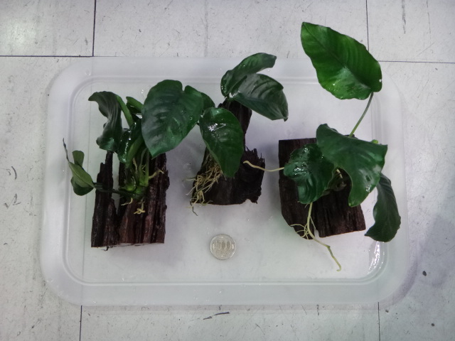 141002 熱帯魚・金魚・水草・観葉植物_f0189122_13172311.jpg