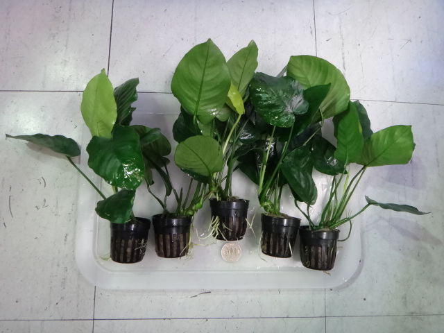 141002 熱帯魚・金魚・水草・観葉植物_f0189122_1317250.jpg