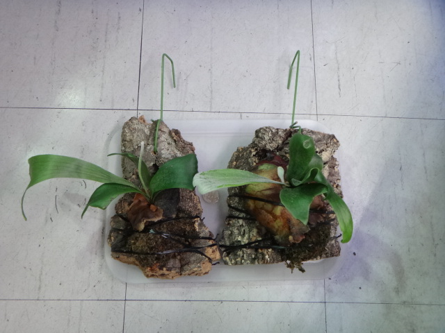 141002 熱帯魚・金魚・水草・観葉植物_f0189122_13183828.jpg