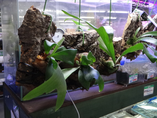 141002 熱帯魚・金魚・水草・観葉植物_f0189122_13192330.jpg