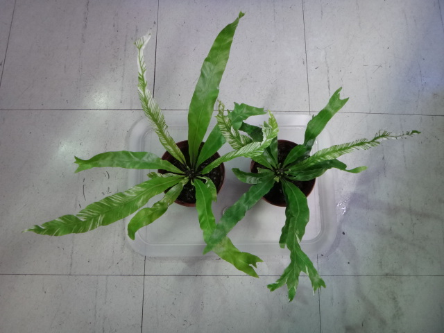 141002 熱帯魚・金魚・水草・観葉植物_f0189122_1322297.jpg