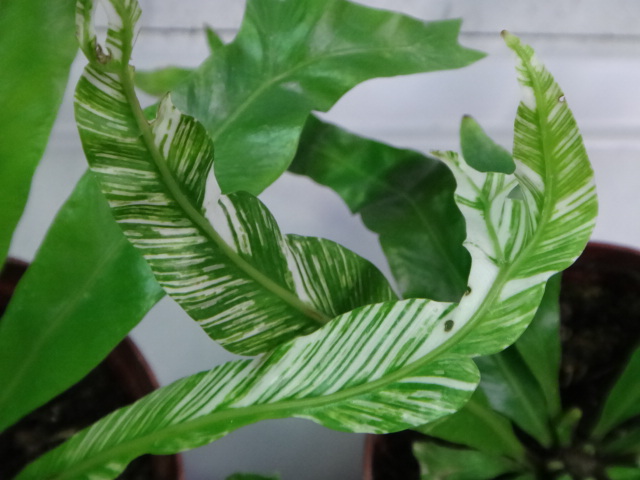 141002 熱帯魚・金魚・水草・観葉植物_f0189122_13223284.jpg