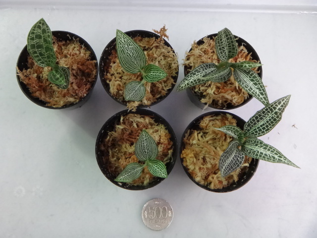 141002 熱帯魚・金魚・水草・観葉植物_f0189122_1324422.jpg