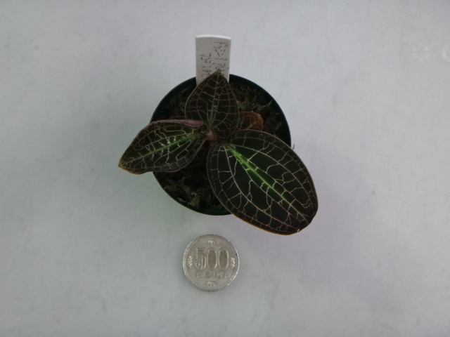 141002 熱帯魚・金魚・水草・観葉植物_f0189122_13265926.jpg