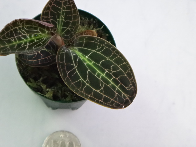 141002 熱帯魚・金魚・水草・観葉植物_f0189122_1327639.jpg