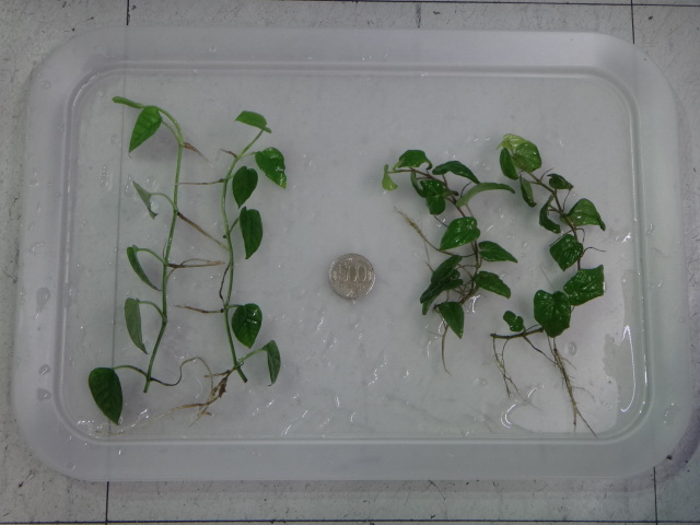 141002 熱帯魚・金魚・水草・観葉植物_f0189122_1328793.jpg