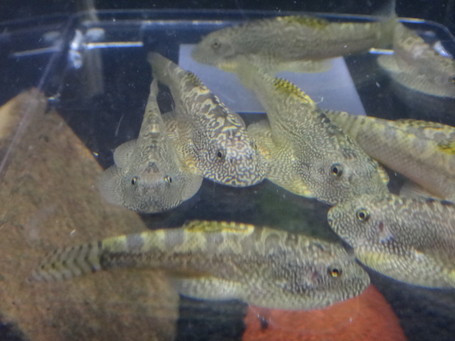 141002 熱帯魚・金魚・水草・観葉植物_f0189122_1353982.jpg