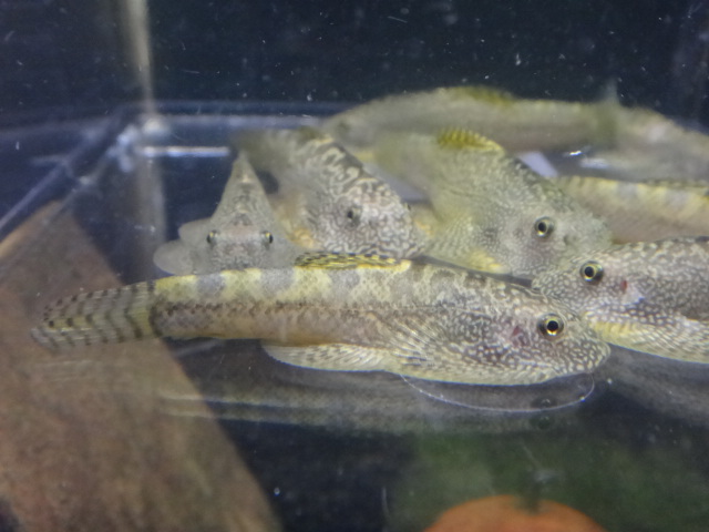 141002 熱帯魚・金魚・水草・観葉植物_f0189122_135829.jpg