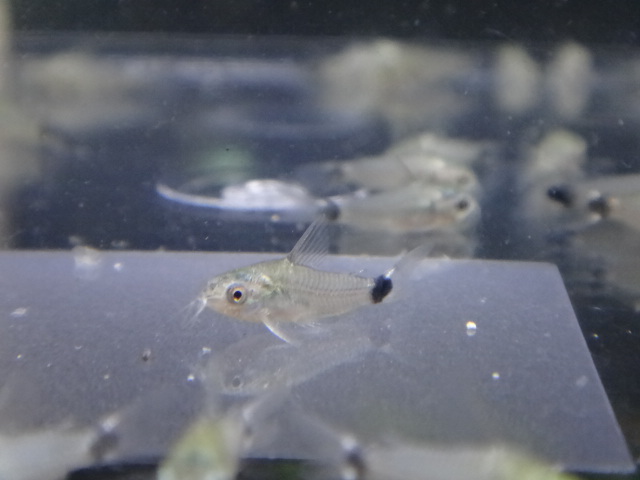 141002 熱帯魚・金魚・水草・観葉植物_f0189122_138185.jpg