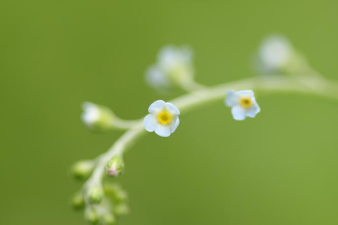 野の花探し（茅ヶ崎自然生態園_f0118426_0263725.jpg