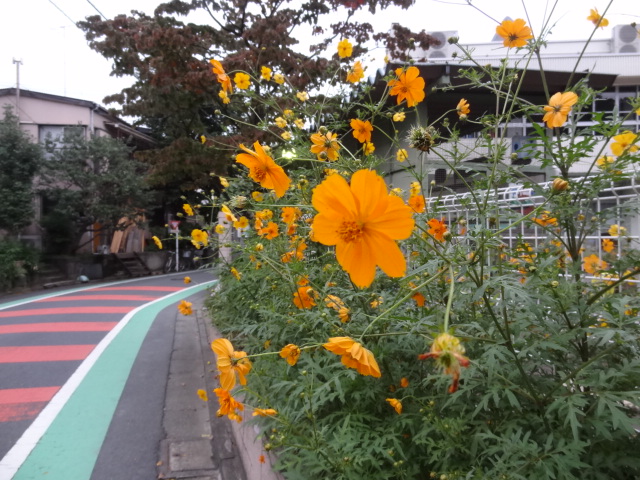 東京帝国大学出身者が道徳的勇気を欠いたことが敗戦の原因だった　辰野隆随想全集・５_e0016828_1031726.jpg