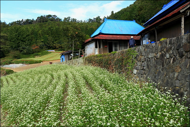 閑村の蕎麦畑_a0165631_16183117.jpg