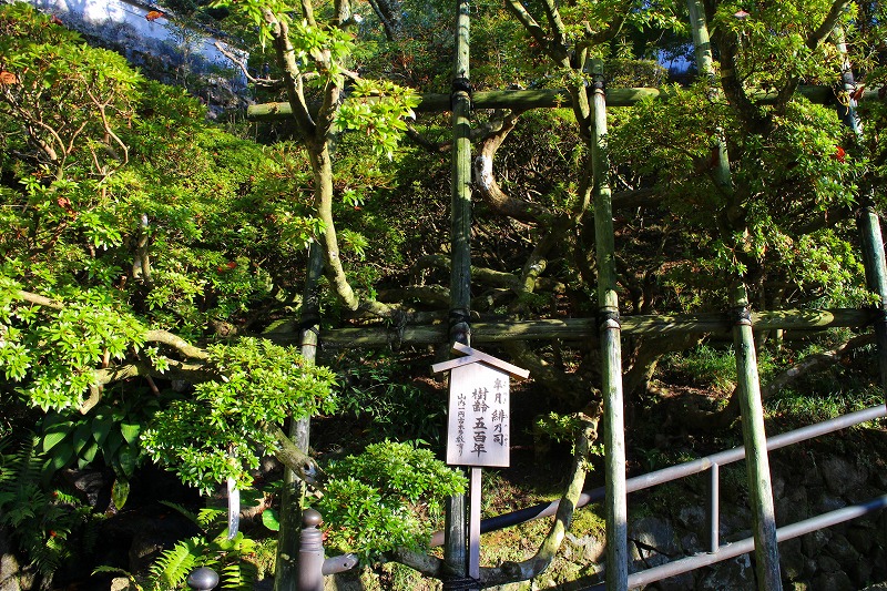 西国（第７番）札所『岡寺（龍蓋寺）』（奈良県明日香村）20140927_e0237645_1316622.jpg