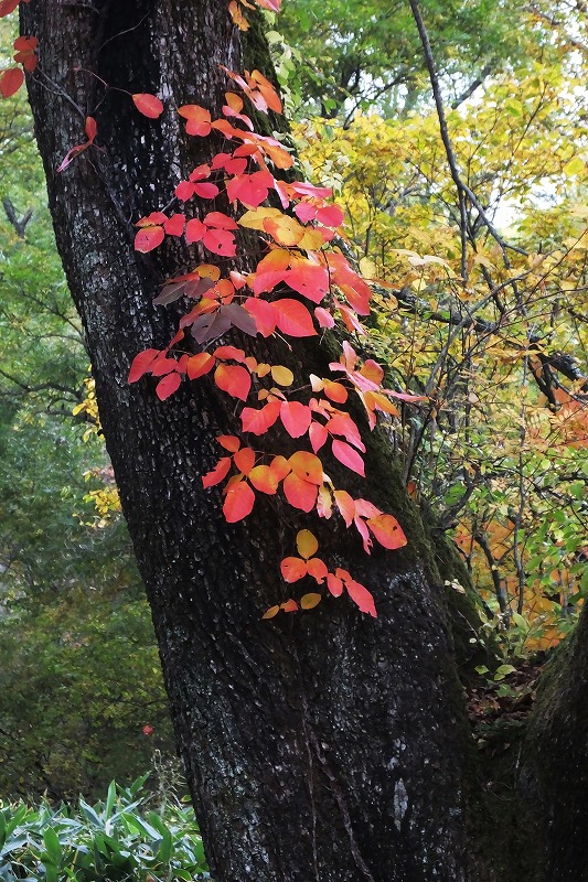 10月1日　奥日光の紅葉　１　＜湯ノ湖周辺＞　　_b0236251_16362679.jpg