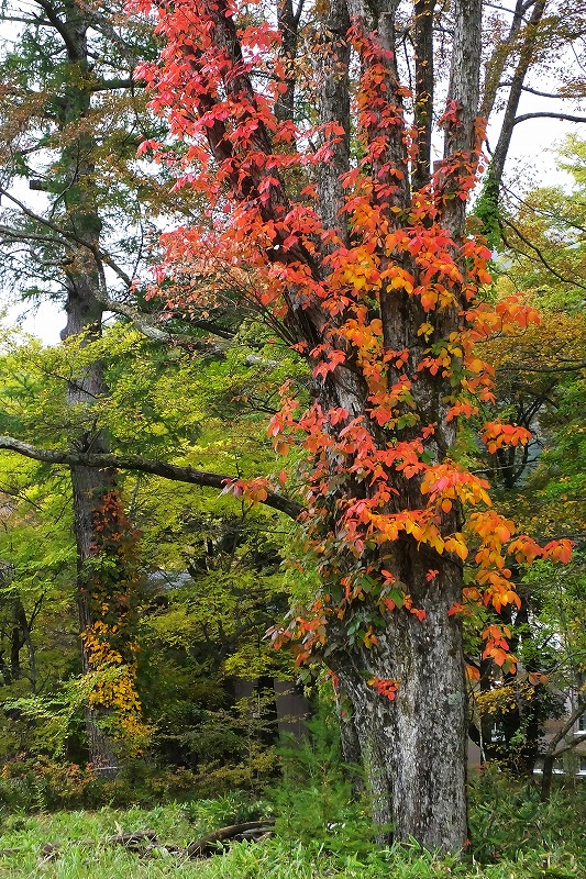 10月1日　奥日光の紅葉　１　＜湯ノ湖周辺＞　　_b0236251_16363784.jpg