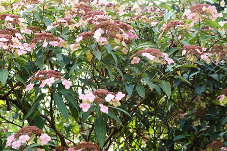 神戸市立森林植物園_b0227552_13262197.jpg