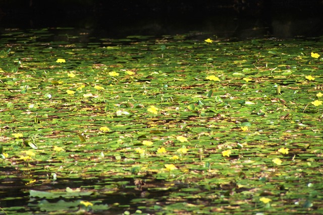神戸市立森林植物園_b0227552_13265070.jpg