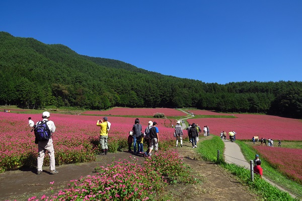 赤そばの里_c0294553_07200305.jpg