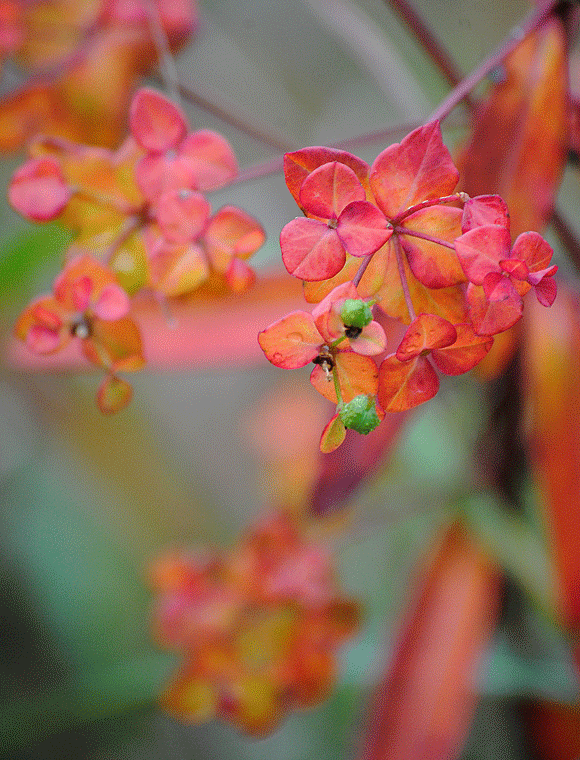 10月2日　榛名の草原にて　小さな紅葉_a0001354_21212928.gif