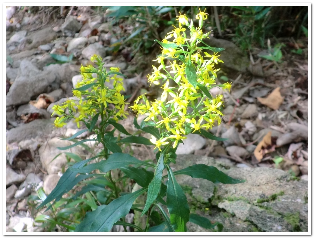 赤兎山の花 ＋人いないバージョン_c0311956_16535744.jpg