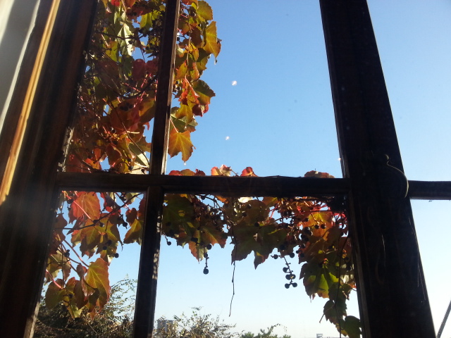 紅葉見ごろ♪_a0141072_12183648.jpg