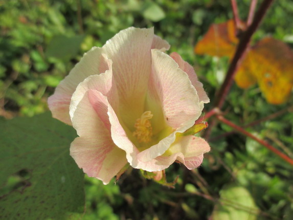 棉の花が咲いた！①_f0330072_7171767.jpg