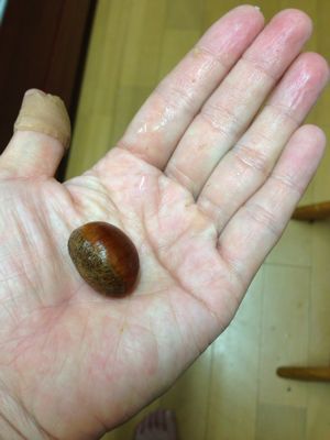 秋の味覚_f0151677_2332237.jpg