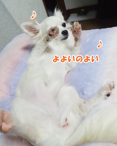 しらゆきちゃん　よよいのよい♪_f0207979_23311816.jpg