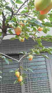 熟柿庵の柿が色づいてきました_b0117780_2362944.jpg