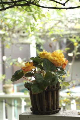 f0166982_206572.jpg