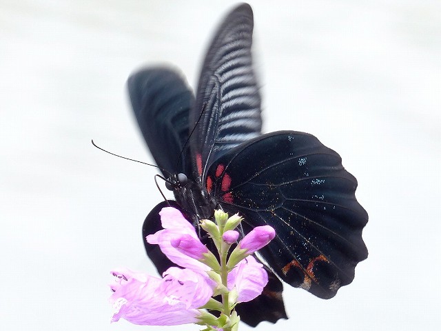 珍しい千葉のナガサキアゲハ 長崎揚羽蝶 花と葉っぱ