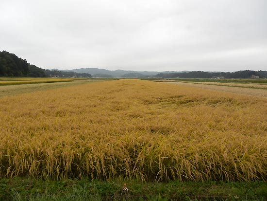 10月2日の田んぼ(目黒角田絆交流田)_d0247484_15504386.jpg