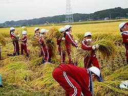 稲刈り体験(緑ヶ丘小・北郷小)_d0247484_1704231.jpg