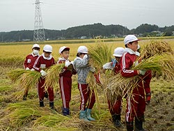 稲刈り体験(緑ヶ丘小・北郷小)_d0247484_171236.jpg