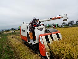 稲刈り体験(緑ヶ丘小・北郷小)_d0247484_1732431.jpg