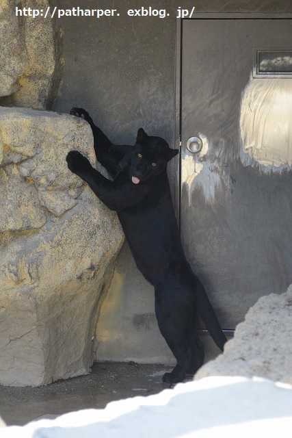 ２０１４年９月　王子動物園２　その２_a0052986_7221599.jpg