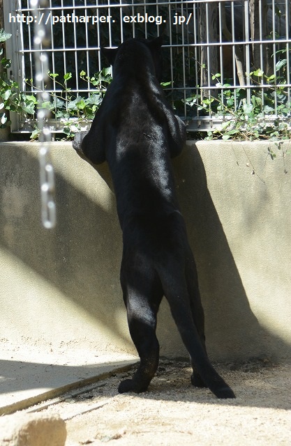 ２０１４年９月　王子動物園２　その２_a0052986_7281753.jpg