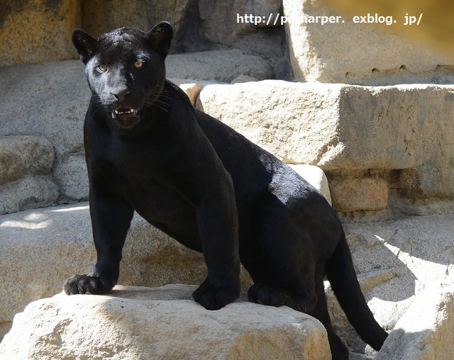 ２０１４年９月　王子動物園２　その２_a0052986_7284934.jpg