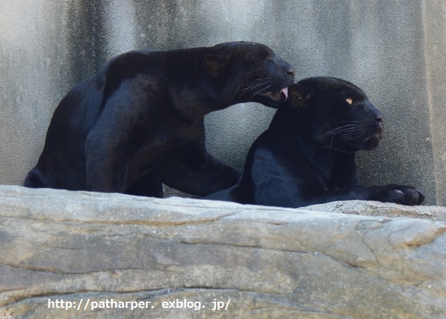 ２０１４年９月　王子動物園２　その２_a0052986_7302725.jpg