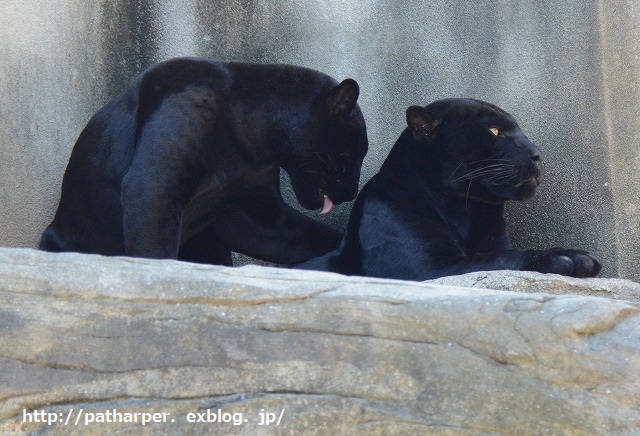 ２０１４年９月　王子動物園２　その２_a0052986_7304360.jpg