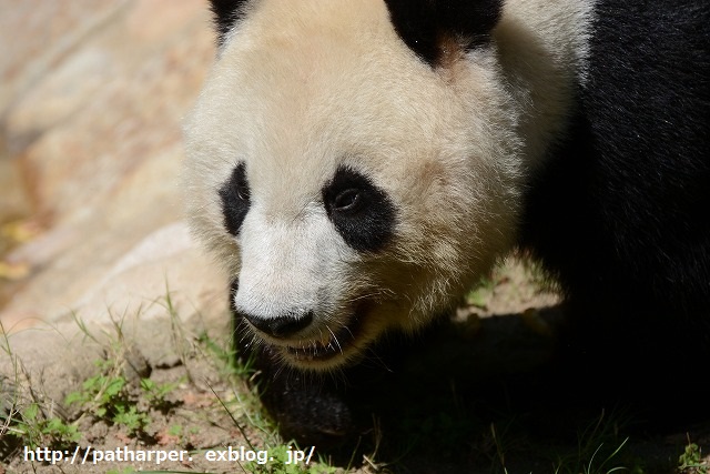 ２０１４年９月　王子動物園２　その２_a0052986_7331429.jpg