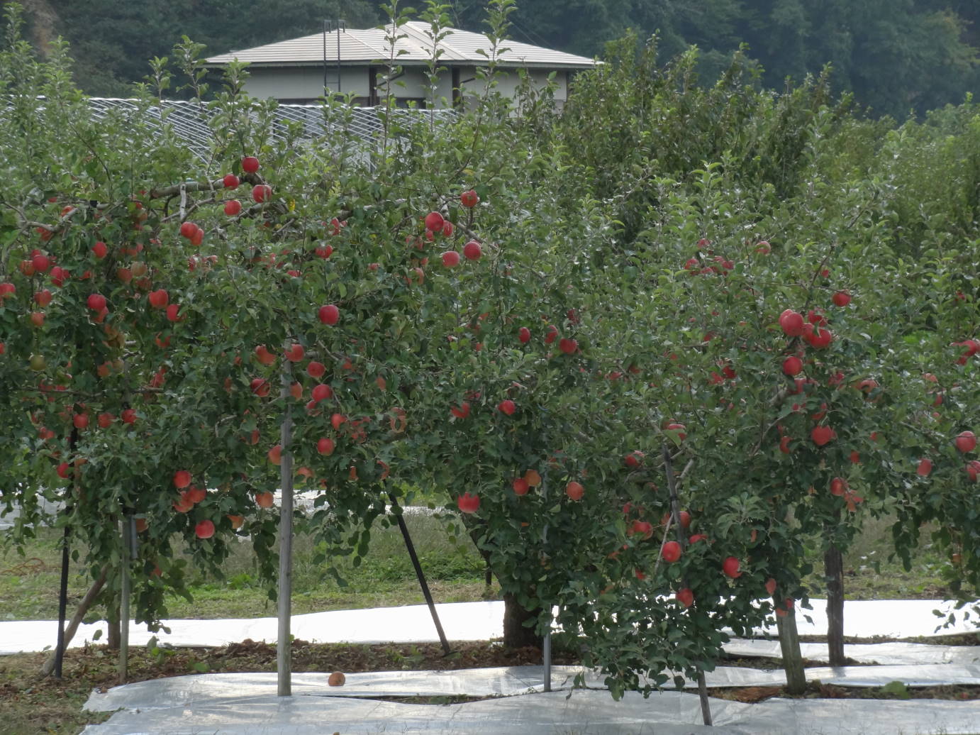 f0075595_23160341.jpg