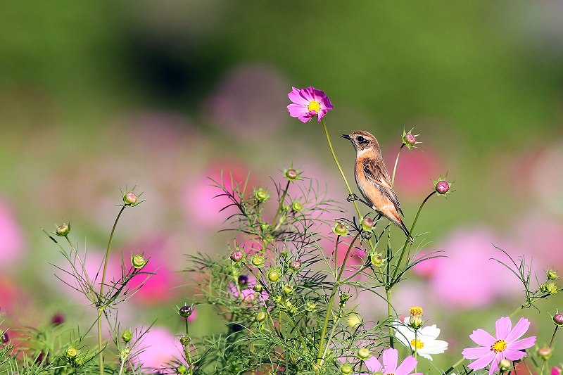 新正　ヒノトリ　コスモス 新正 ヒノトリ コスモス 資料ダウンロード｜産業用製品｜新コスモス