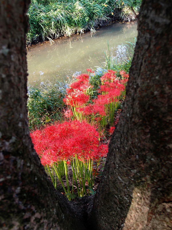 【彼岸】・・・・明日はお彼岸の「中日」 彼岸花_e0039703_23374697.jpg