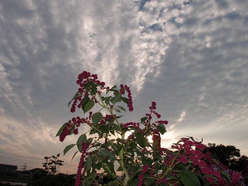 e0039703_2355037.jpg